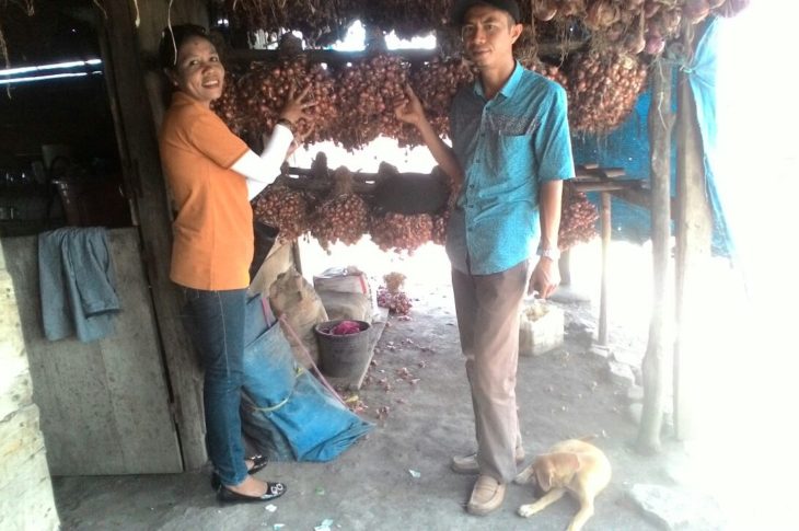 Manggarai Barat Panen Bawang 40 Ton