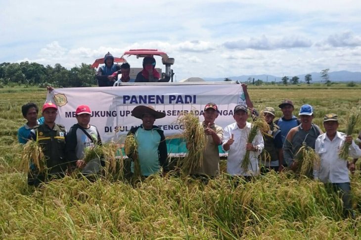 Petani Desa Ambulanu Panen Varietas Mekongga Dengan Harga Tinggi