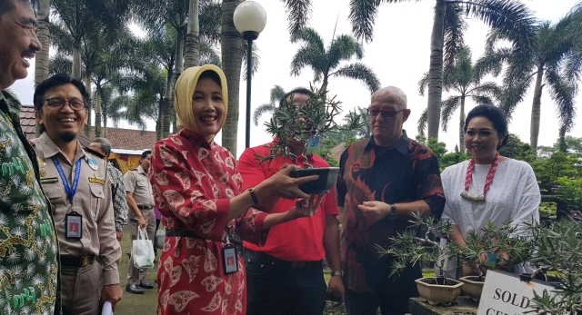 Badan Karantina Pertanian Antarkan Bonsai Indonesia ke Eropa