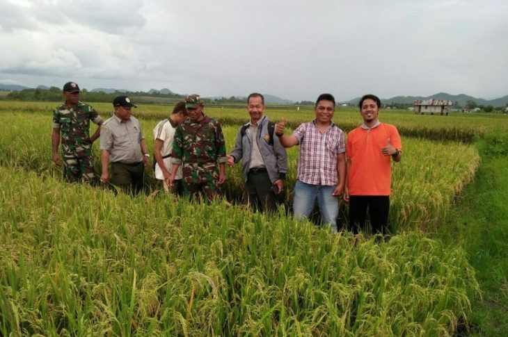 Produktivitas Padi Di NTT Menyamai Jawa