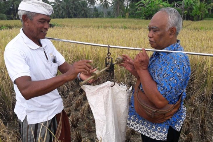 Menjelang Tahun Baru Petani di Bali Serentak Memanen Padi