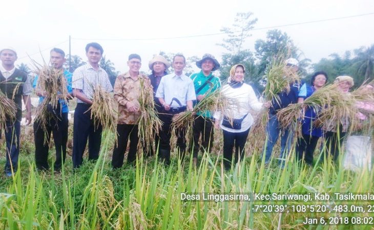 Jabar Selatan Tiap Hari Panen Padi