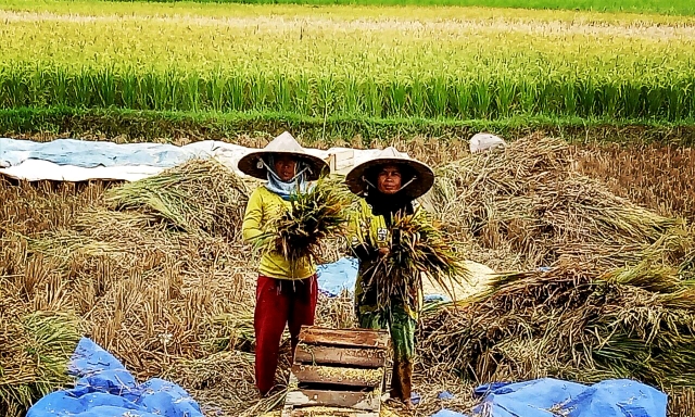 Petani Serang Selamat dari Gagal Panen