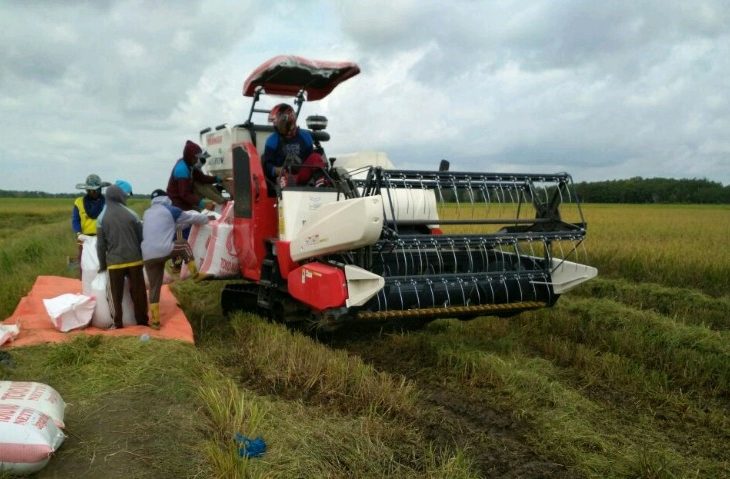 Pasokan Gabah Terus Meningkat Dari Banyuasin