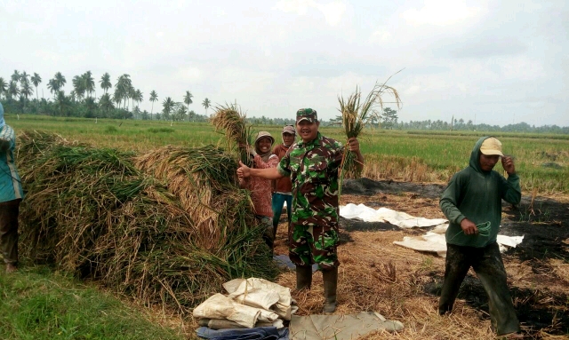 Panen padi tidak pernah usai di Musi Rawas Optimis pasokan beras aman