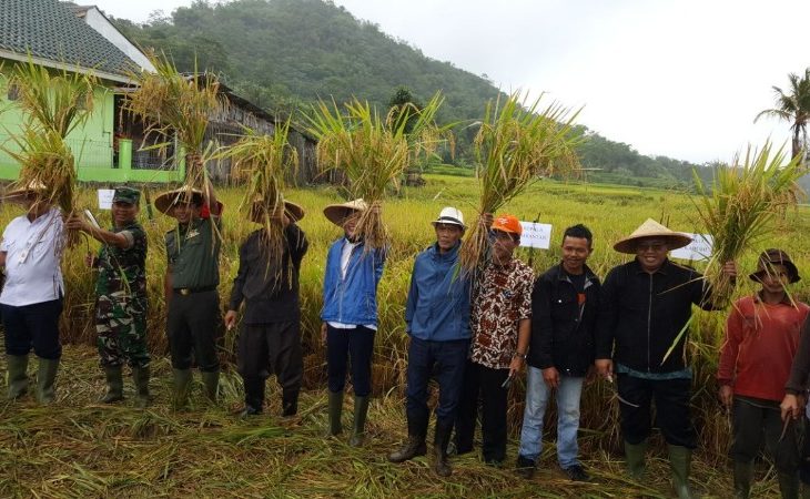 Pemerintah Panen dan Serap Gabah Petani di Sukabumi