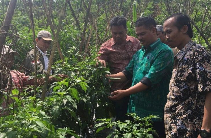 Jamin Pasokan Cabai di Jakarta Aman Dirjen Hortikultura Kunjungi Sentra Produksi