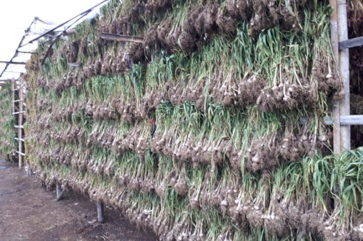 Sukseskan Swasembada Bawang Putih Balitbangtan Produksi Benih di Jawa Timur