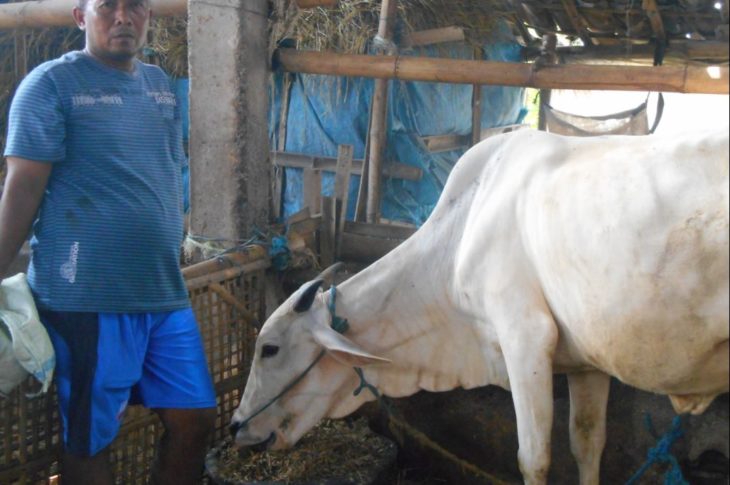 Peningkatan nutrisi pakan sapi melalui complete feed fermentasi