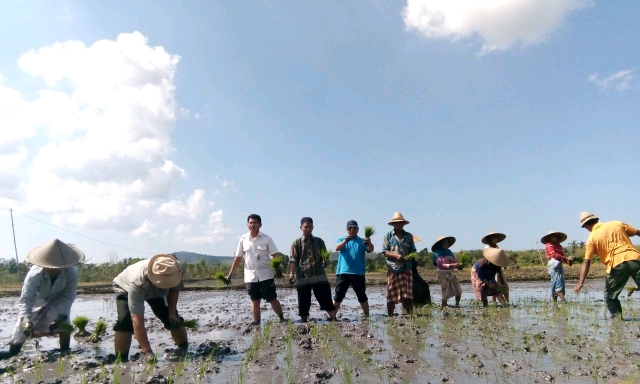 BPTP Balitbangtan NTB Kembangkan 15 ha Denfarm Inpari 40 di Lombok Tengah