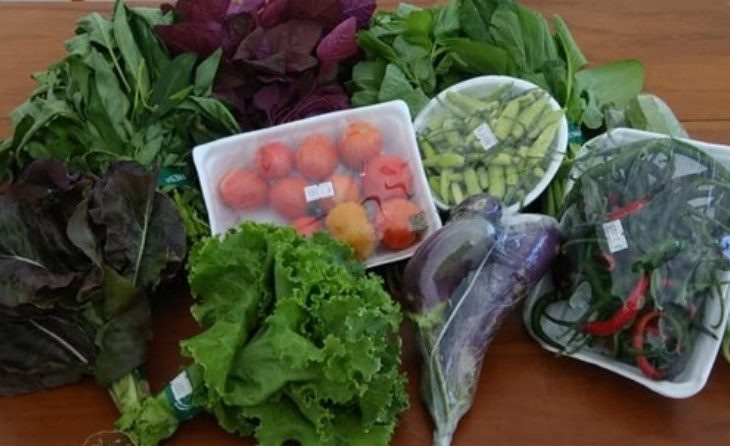 Sayuran Menjadi Sehat, Segar, dan Awet Berkat Biochar-Kompos