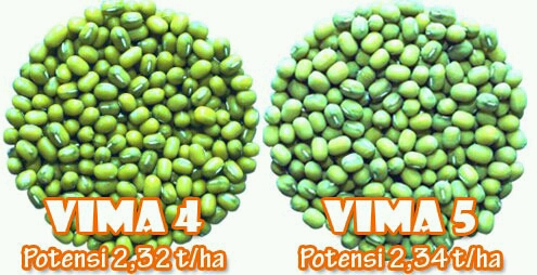 VIMA 4 dan VIMA 5, Varietas Unggul Baru VUB Kacang Hijau Toleran Thrips dan Penyakit Tular Tanah