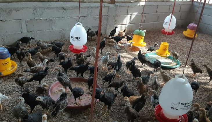 Komisi IV DPR-RI Dukung Pengembangan Peternakan Ayam KUB di Kalteng