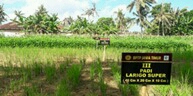 Terobosan Budidaya Largo Super, Mampu Meningkatkan Produksi Padi Lahan Kering