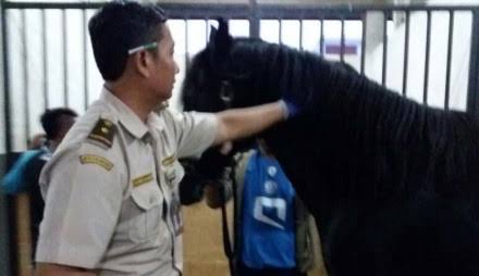 Karantina Pertanian Pastikan Standar Kesehatan 17 Kuda Asian Games Asal Belgia