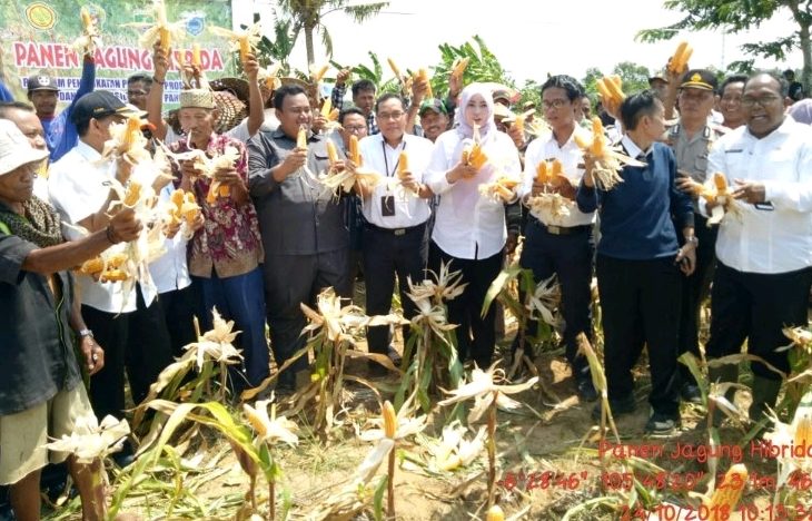 Panen Jagung dan Pelepasan Perdana Benih Kedelai Kab.Pandeglang ke Lampung