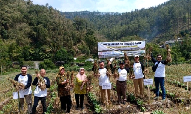 Panen Raya Bawang Putih di Malang,  Kementan Dorong menjadi Penyangga Nasional