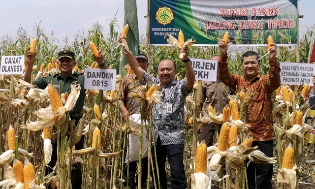 Panen Raya Jagung di Mojokerto, Petani Menikmati Harga yang Baik