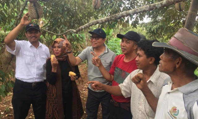 Pacu Daya Saing, Kementan-Banyumas Gelar Panen dan Kontes Durian Lokal