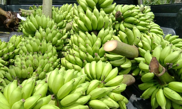 Balitbu Tropika Menyusuri Jejak Pisang Ameh Pasaman di Kab. Pasaman Sumbar