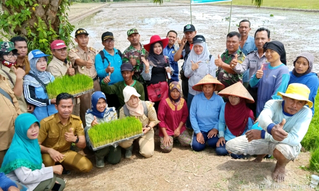 Akselerasi Diseminasi Jajar Legowo Super Pasang Surut  di  Provinsi Jambi