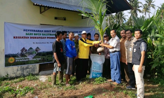 Balitbangtan Remajakan Kelapa  Dalam di Kalteng