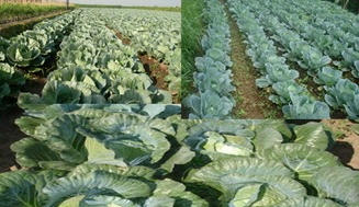 Pasokan Sayur Mayur Aman, Harga-Harga Di Pasar Stabil