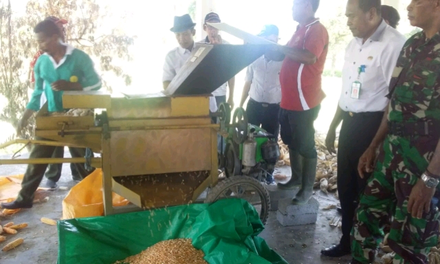 Optimalisasi Lahan KP Makariki, Menghasilkan Benih Jagung Hibrida NASA 29