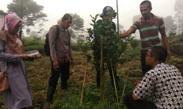 Balitbangtan Dampingi Petani Kembangkan Jeruk di Batang