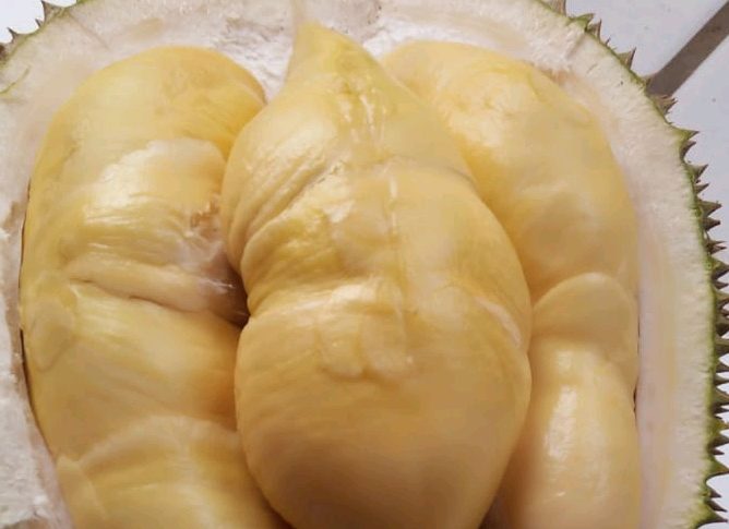 Durian Boyo Asal Pekalongan Siap Gebrak Pasar Nasional