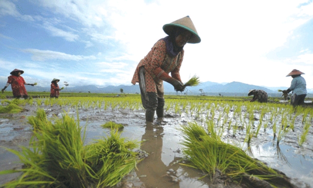 Curah Hujan Tinggi, Kementan Dorong Petani Ikut Asuransi Pertanian
