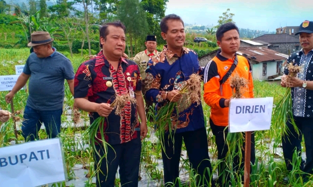 Panen Perdana Bawang Putih di Wonosobo