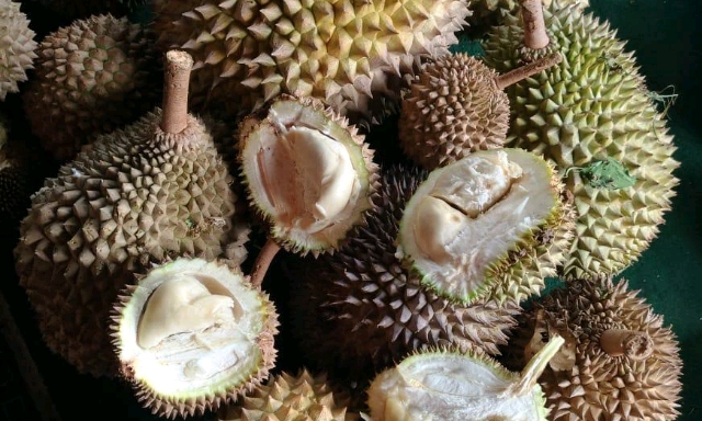 Durian Milenial Balitbangtan Siap dikembangkan di Indonesia