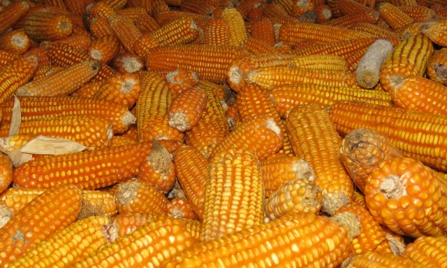 Imbas Panen Jagung, Harga Pakan Langsung Turun