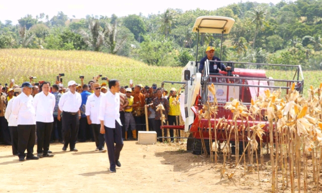 Panen Jagung di Gorontalo, Presiden Jokowi Bangga Produksi Meningkat Pesat dan Bisa Ekspor