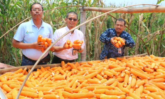 Masuk Panen Raya, Bupati Pacitan Minta Harga Jagung Stabil