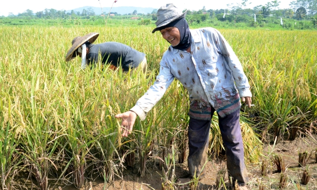 Dukung Optimalisasi Lahan Sawah Tadah hujan dan Lahan Kering, Balitbangtan Rakit Bio Patenggang