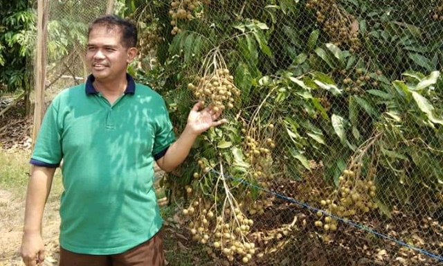 Kelengkeng Merah dikembangkan di Pekalongan Lampung Timur