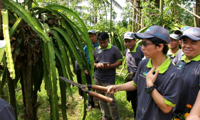 Indonesia Gandeng Taiwan Menuju Pertanian Buah Naga Organik
