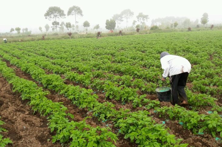 Pendapatan Petani di Kerinci Jambi Meningkat Dengan Menanam Kentang