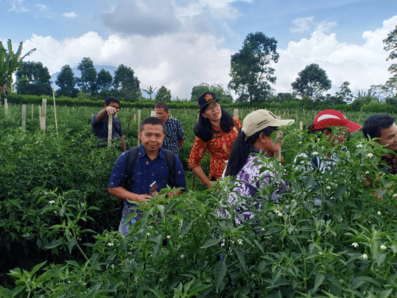 Karo Sebagai Penyangga Cabai Terbesar Sumatera