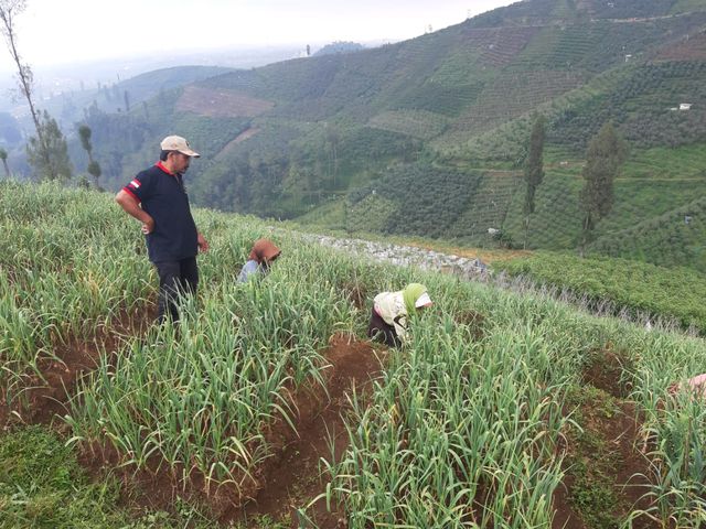 Potensi Lahan Bawang Putih di Pasuruan 3.000 Hektare  Pilar Pertanian