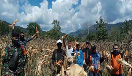 Foto : Penyuluh dan Para Petani Saat Panen Jagung Raya Bersama