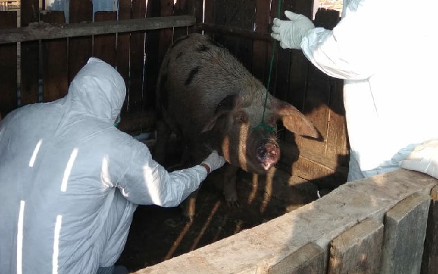 Pemerintah Pastikan Demam Babi Afrika di Sumut Telah Ditangani