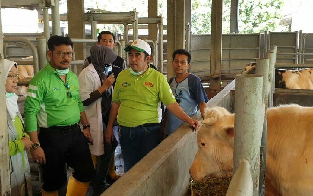 Foto: Mentan SYL saat melihat ternak sapi di kandang milik Balitnak.