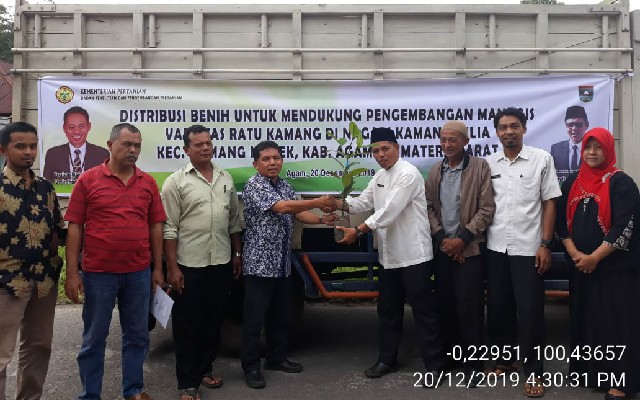 Foto: Kegiatan Bantuan Distribusi Benih, Dukung Pengembangan Manggis Varietas Ratu Kamang, Kab. Agam, Sumatera Barat.