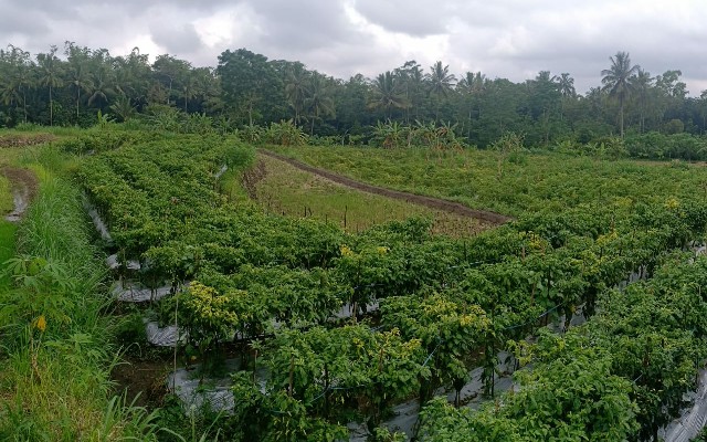 Sleman Siap Amankan Pasokan Cabai ke Jakarta Hingga Tiga Bulan ke Depan