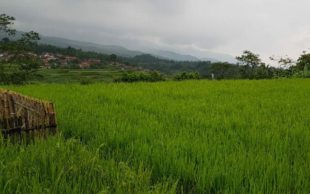 Foto. Lahan Pertanian di Bekasi