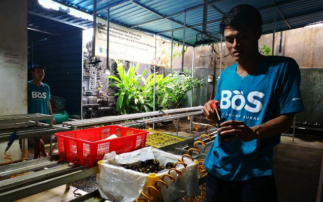 Petani Muda Bali Omset Ekspor 100 Miliar Lewat Market Place Digital