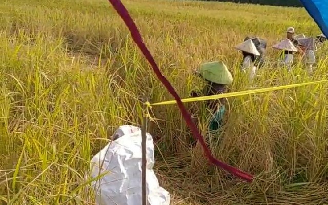 Foto: Para petani di Desa Pudak, Kecamatan Kumpeh Ulu, Kabupaten Muaro, Provinsi Jambi panen raya padi.